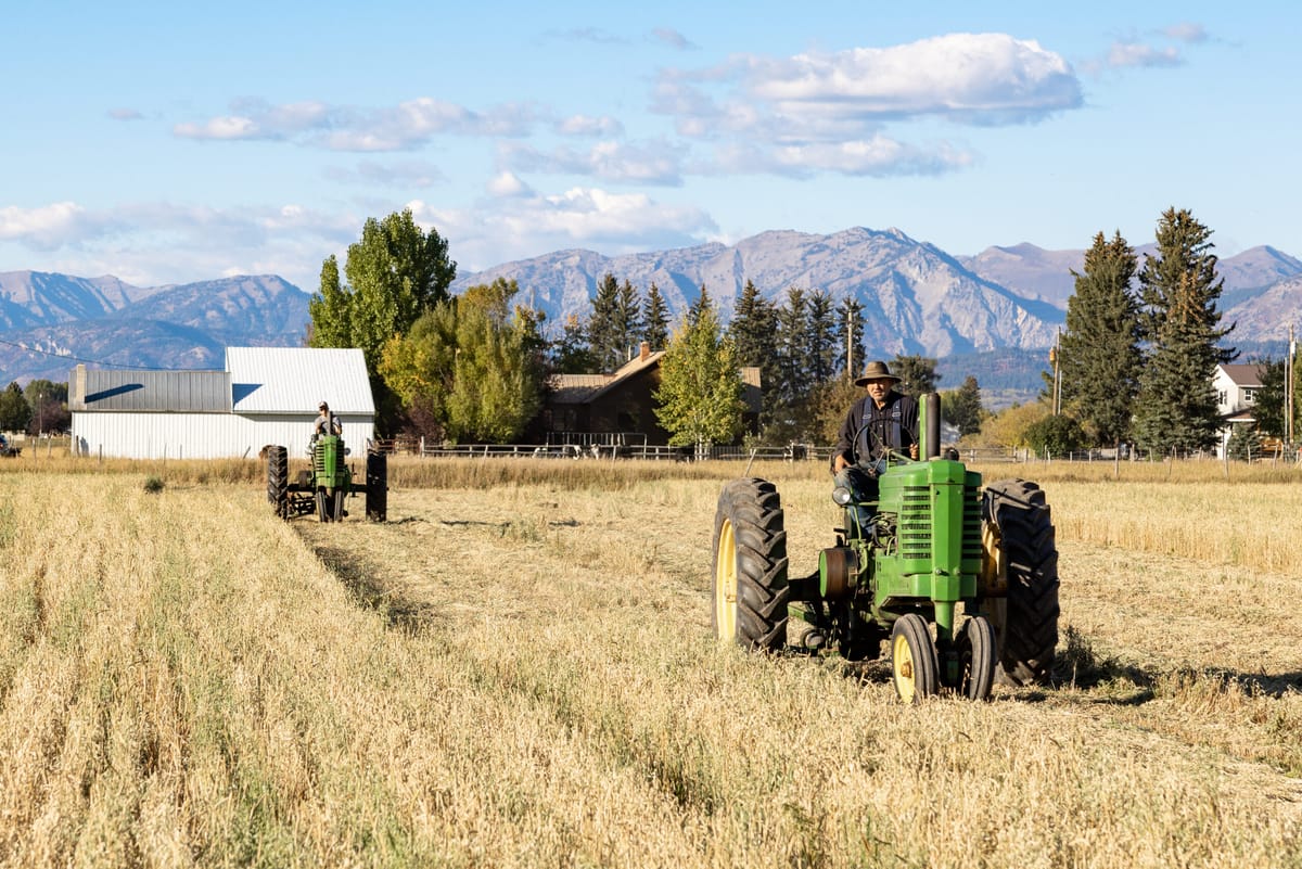 Model A Tractors Mowing Grain Hay