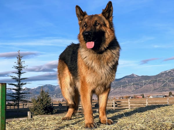 Tristan the German Shepherd on a hay bale