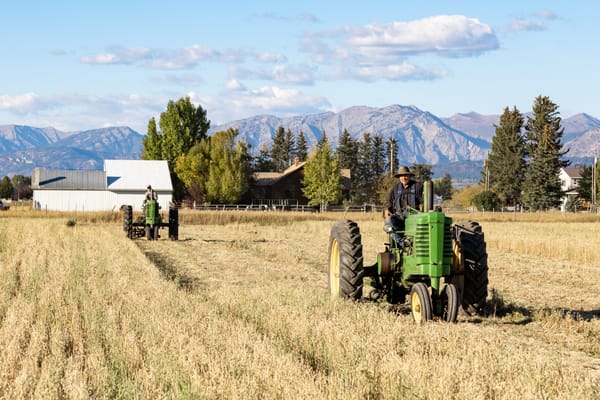 Model A Tractors Mowing Grain Hay